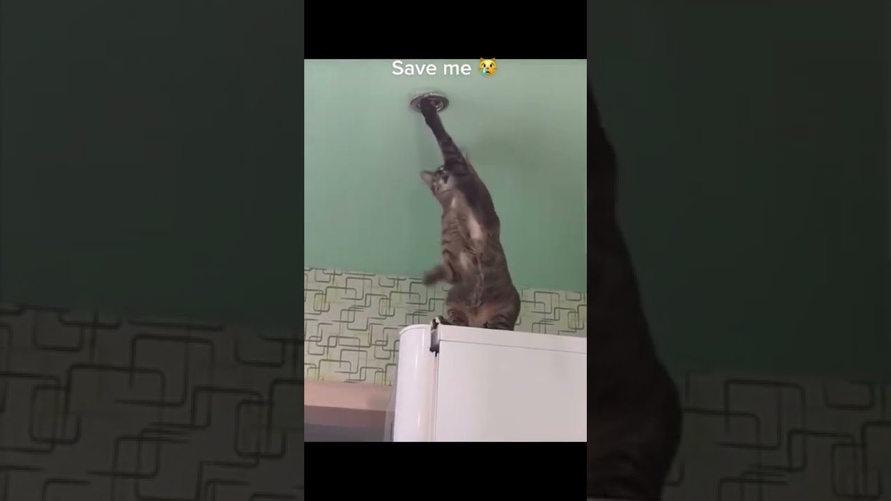 The Cat Screams In Pain Scream Viral Fyp Trending