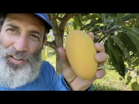 Mango Season 2022