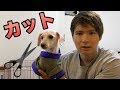 愛犬をトリンミングに連れってたら...　PDS