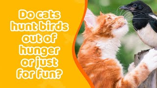 Do Cats Eat Birds or Hunt Them Just for Fun? | Birdsbesafe by birdsbesafe 42 views 1 month ago 1 minute