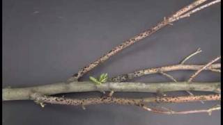 Landscape Diseases: Melanconium Dieback
