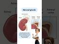 adrenal gland #learnbiology #biology #cbse #ncert #neet #education #shorts