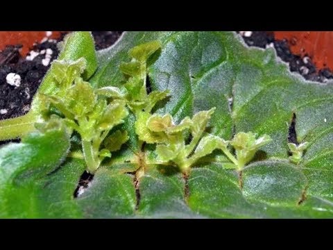 Супер ПРОСТОЕ размножение ФИАЛОК. 2 СПОСОБА