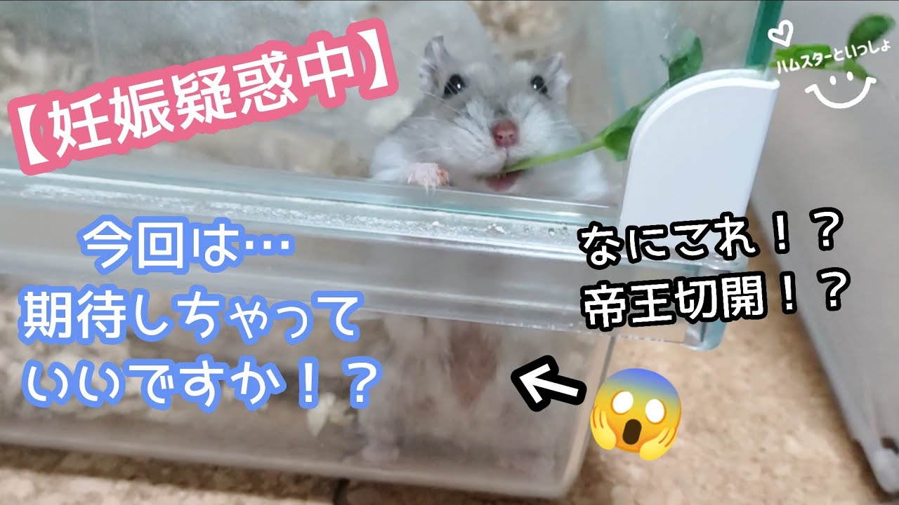 妊娠疑惑中 今回は期待しちゃっていいですか 交尾後から 14日目のハムスターの変化 モンブラン Youtube 妊娠疑惑中 今回は期待しちゃっていいですか 交尾後から 14日目のハムスターの変化 モンブラン Youtube