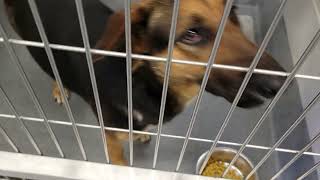 acs A666907