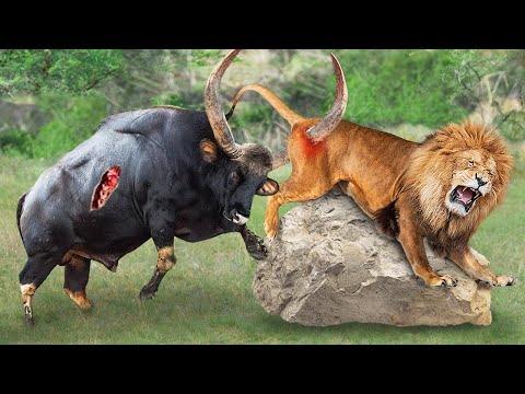 Epic! Buffalo Counter Attack To Rescue Comrades From Ferocious Lion Pride - Wild Animals Attack