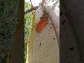 😱 I Didn’t Expect THIS Giant Hive #shortsfeed #bee #shortsviral #shortvideo #viralvideo