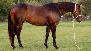 Flicka 2020 AQHA Mare