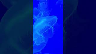 Jellyfish swimming.