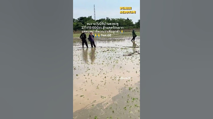 Metode Tanam Padi dengan di lempar makin populer di Asia Tenggara