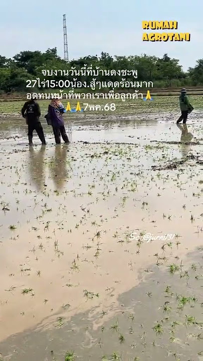 Metode Tanam Padi dengan di lempar makin populer di Asia Tenggara