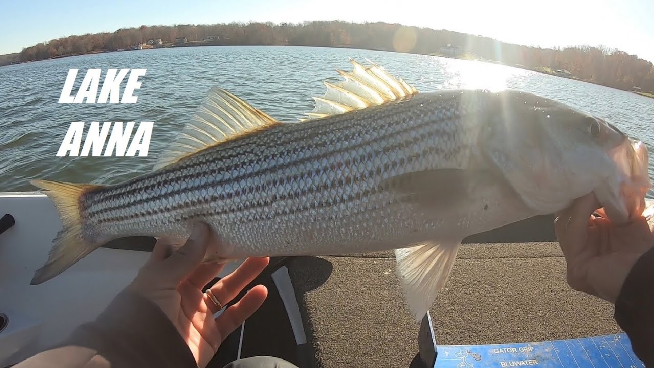 November 2025 Lake Anna Stripers