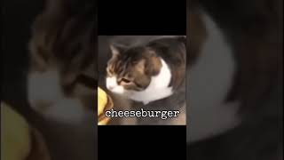 KItTY...YoU CAN haS dU ChEEzE burGuR...MUawUGH #shorts #lol #memes #cat #fypシ゚viral #fyp #lol #viral