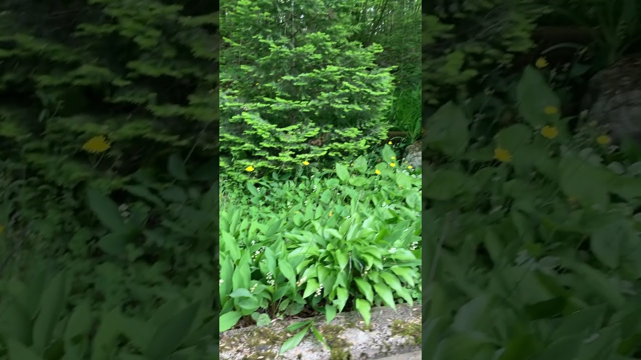 This profuse & pretty wildflower is known as Hawkweed