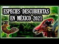 Nuevas Especies Descubiertas en México [Edición 2021]