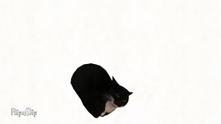 The black cat meme￼ screenshot 5
