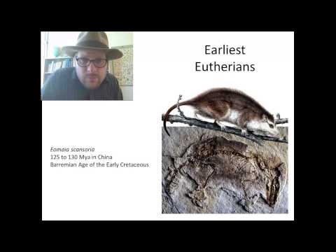 Video: Kada išsiskyrė marsupialiai ir placenta?