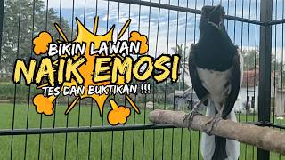 Suara Burung Kacer Bikin Lawan Emosi Gacor, Pancingan Kacer Agar Cepat Emosi Gacor