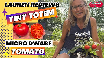 Lauren Reviews TINY TOTEM Micro Dwarf Tomato!