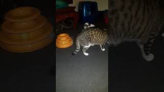 Feral Echo almost domesticated