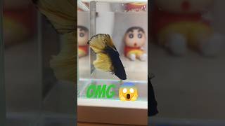 Wild Betta Fish Beauty Tank #bettafishtank #betta #wildbetta