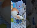 Soft skin car, Raj #funny