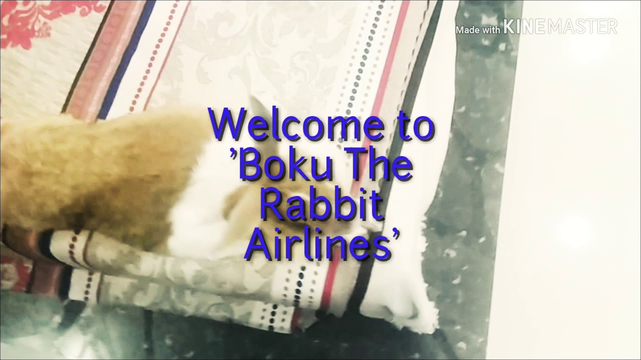 Boku The Rabbit Airlines Flight Take Off 🐰 YouTube