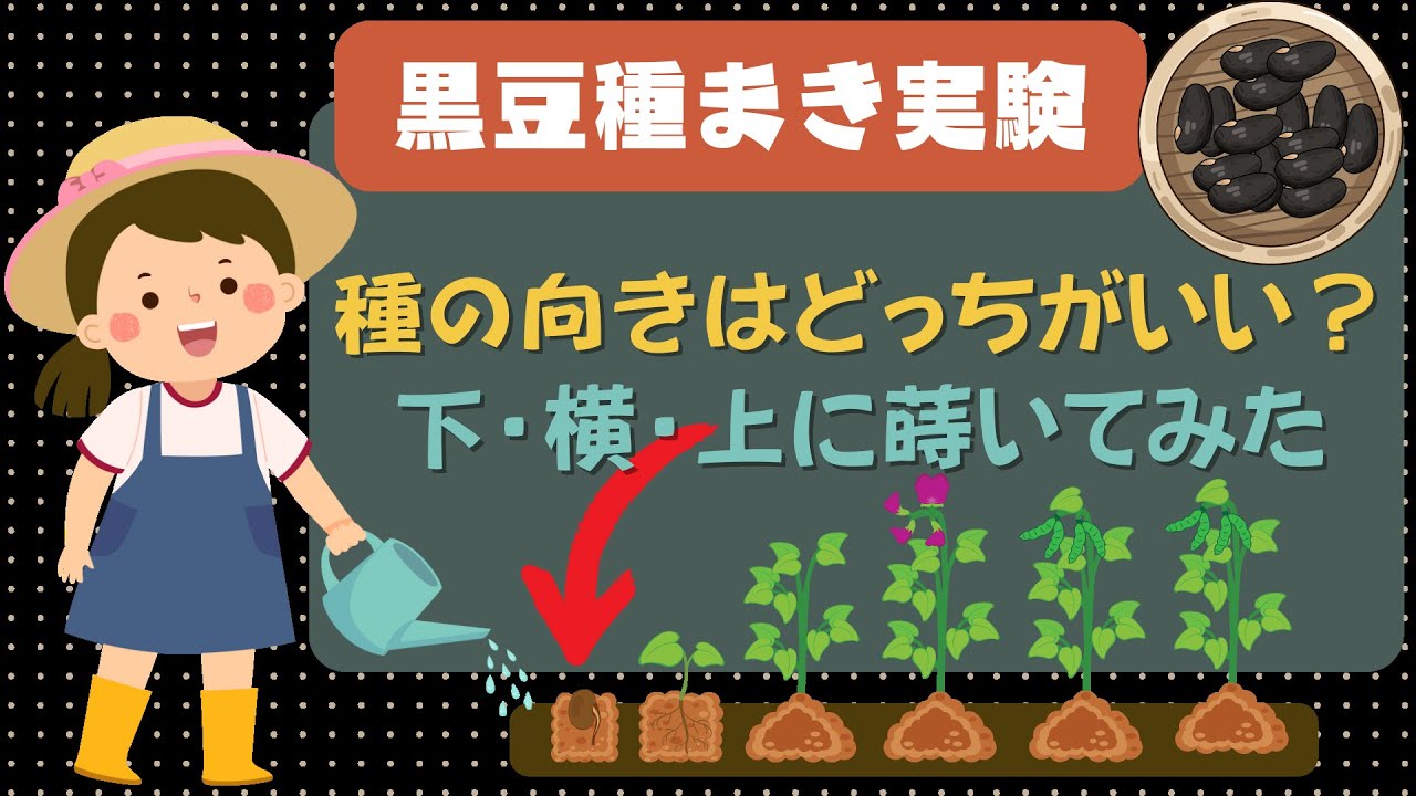 Black bean sowing experiment] Is it better to plant the seeds