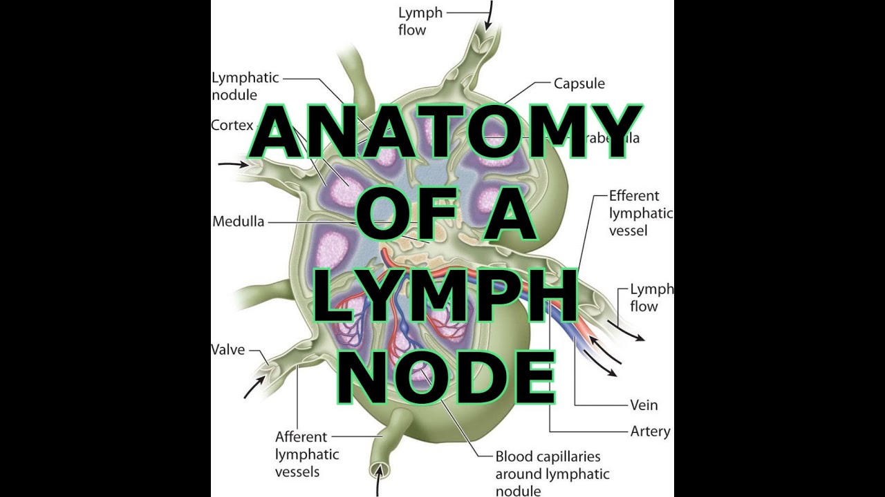 ANATOMY OF A LYMPH NODE - YouTube