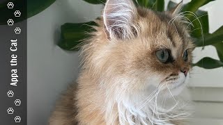 Signs Your Cat Loves You  Appa's Insights #goldenbritishlonghaircat