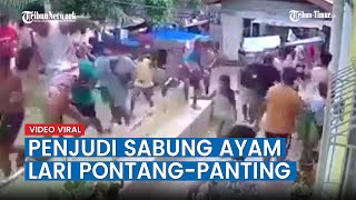 Viral, Dikira Polisi, Sirine Ambulans Bikin Lari Pontang-panting Penjudi Sabung Ayam