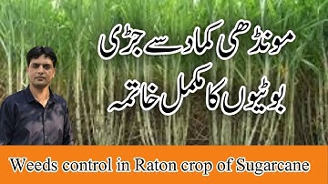 Weeds control in Raton crop of Sugarcane | Chemical control of weeds from sugarcane |Dr. Jamil Shafi