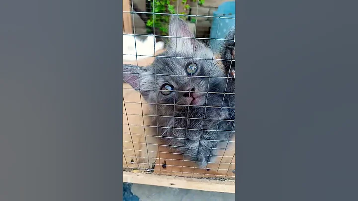 Watch the video about #beautiful Persian kittens #three baby kittens #love **** cat's #short