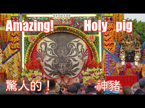 台灣旅遊｜2023年 驚人的！三峽賽神豬｜Amazing!｜Taiwan's "holy pig" festival