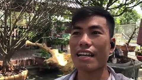 Tac phẩm ngâu khủng,hơn trăm năm tuổi, phần 2 , cắt tỉa hoàng thành.