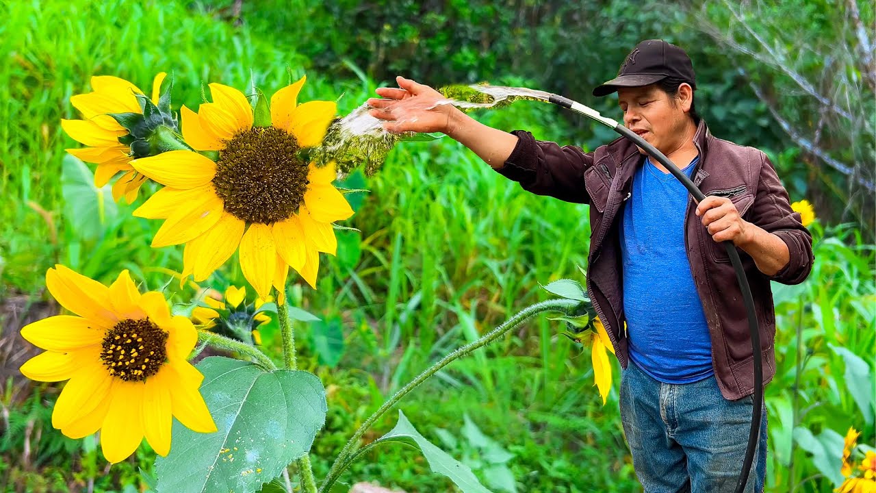 Miren todo lo que hice para regar agua en los GIRASOLES DE MI HIJA que me encargo - DON PEDRITO