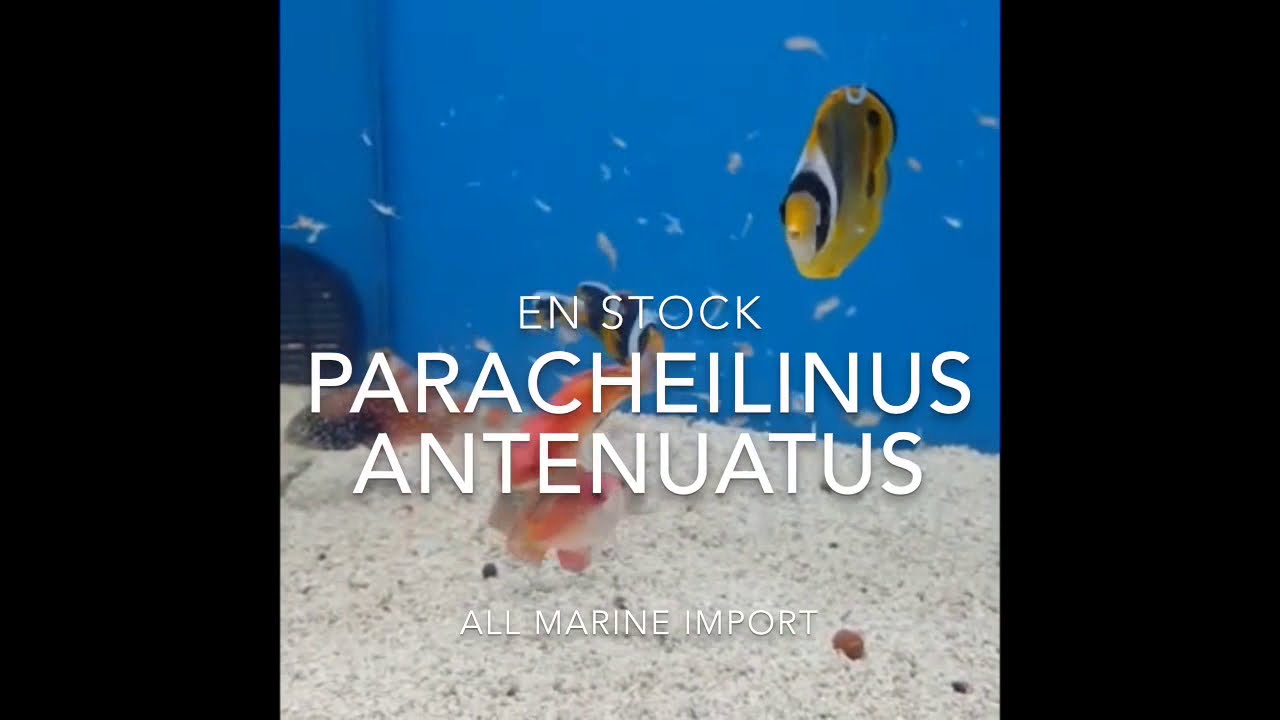 Paracheilinus antenuatus par fabrice ortin