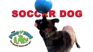 Sully Soccer Dog by The Pet Hui #2 241 views 1 year ago 6 minutes, 45 seconds