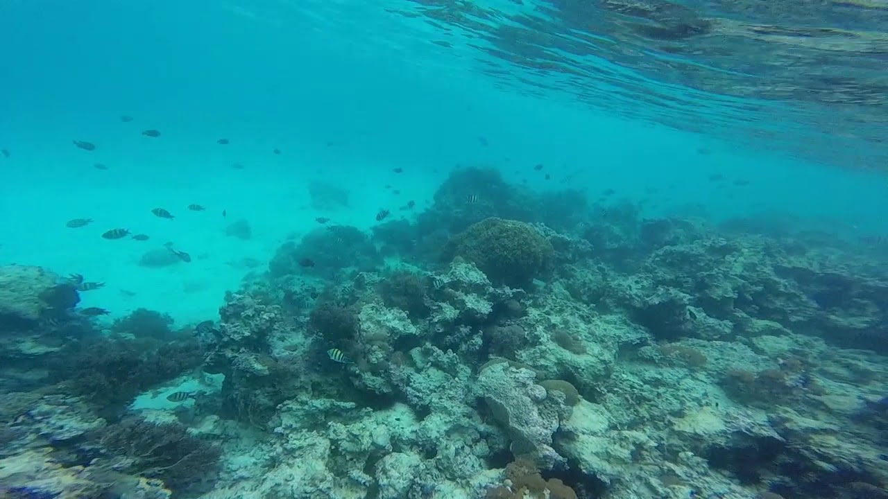Snorkeling at Bill Gates's Island in Zanzibar YouTube