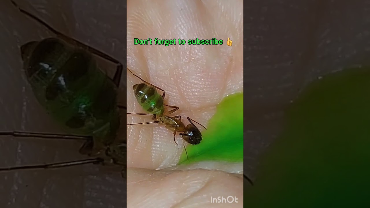 yellow carpenter ant drinking green sugar water 
