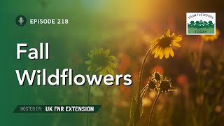 Fall Wildflowers - From the Woods Today - Episode 218