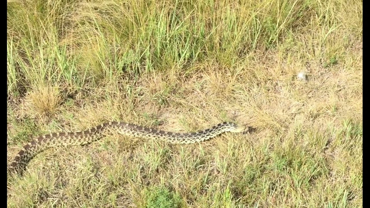 Giant Colorado bull snake slithering through the grass HD 1080p field research