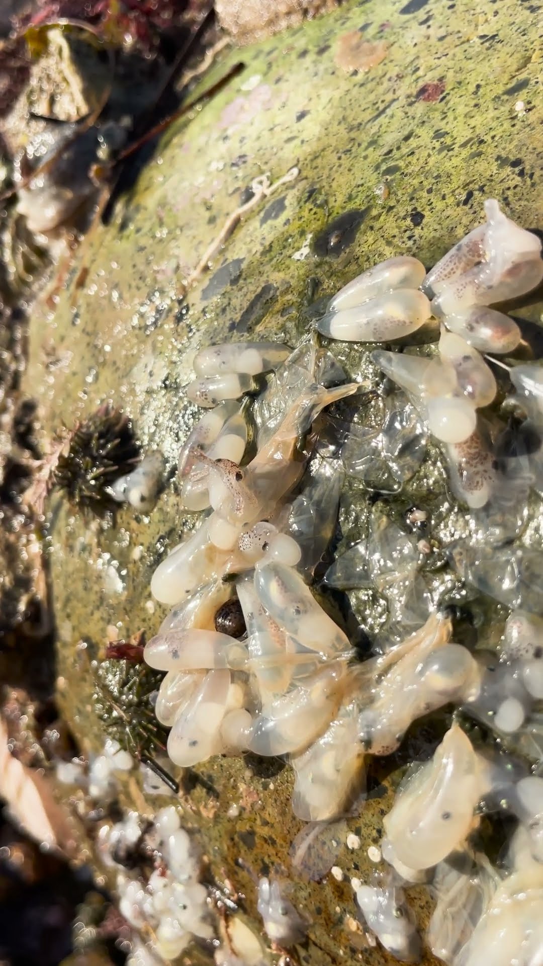 Sack of Octopus Eggs Hatching || ViralHog