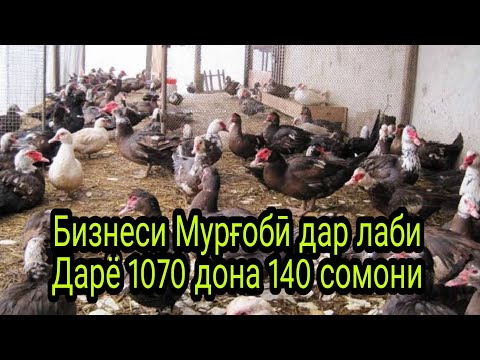 Бизнеси мурғобӣ дар лаби Дарё 1070дона мургоби як донаш 140 сомонай