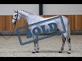 (SOLD) Stakko Blue schooling