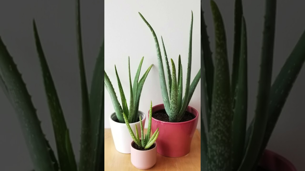 9 Mood Boosting Houseplants  