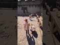 مستسلم بس عيا يفكه 😂