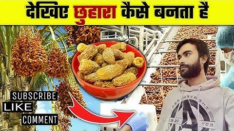 खजूर से छुहारा कैसे बनाता है। how to make dates from dates #trending #khajur