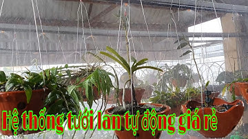 Hệ thống tưới tự động cho lan , cách lắp béc phun sương cho lan, phong lan rừng pv