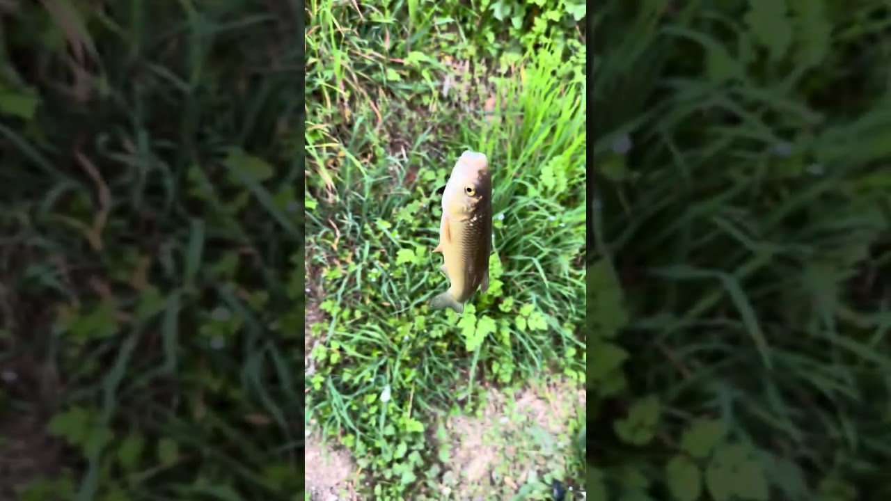 Pescata in micro torrente